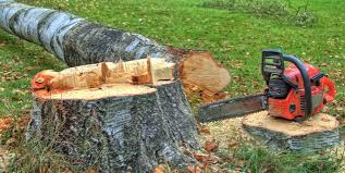 Best Storm Damage Tree Cleanup  in Albany, GA