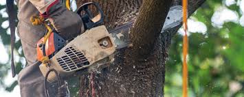 Best Tree and Shrub Care  in Albany, GA