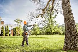 Best Tree Cabling and Bracing  in Albany, GA